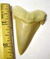 Fossil Angustidens Shark Tooth